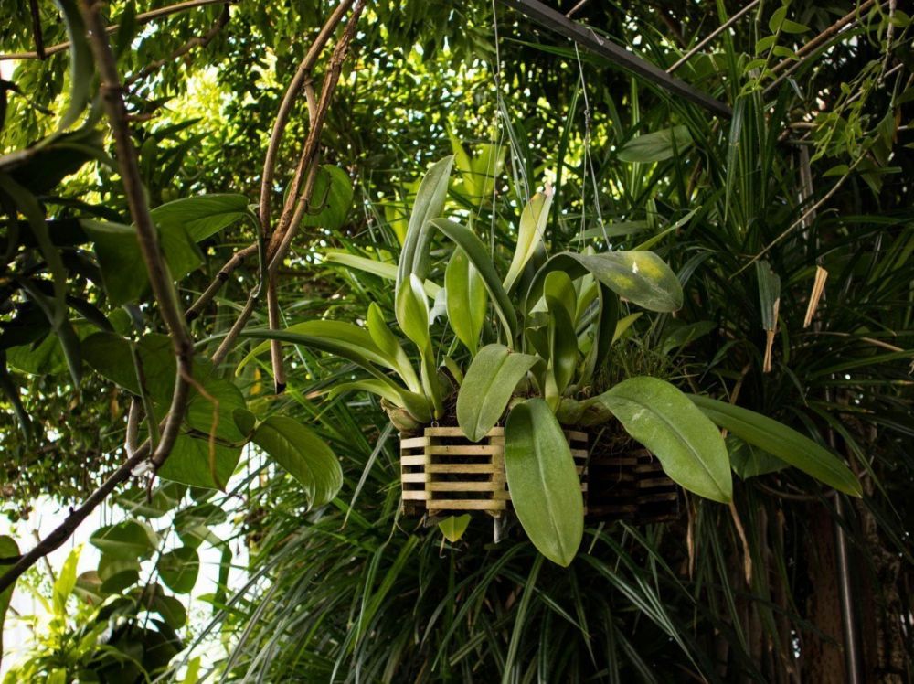 Orchidee alla Biosfera di Genova