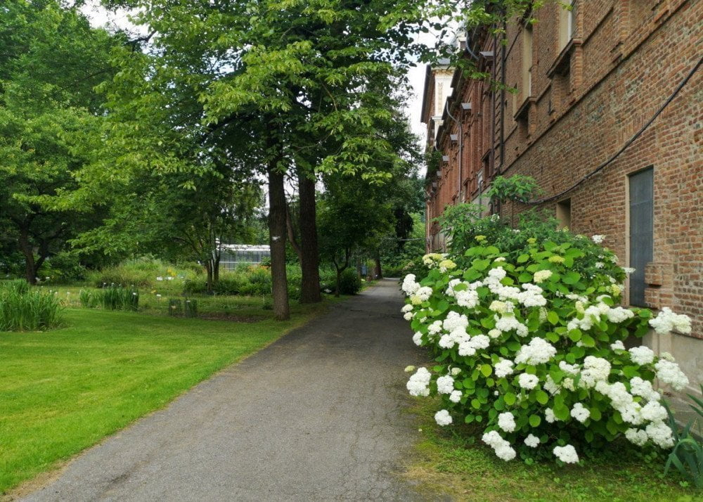 Viale con cespuglio di fiori e alberi nel Giardino dell'Orto Botanico di Torino
