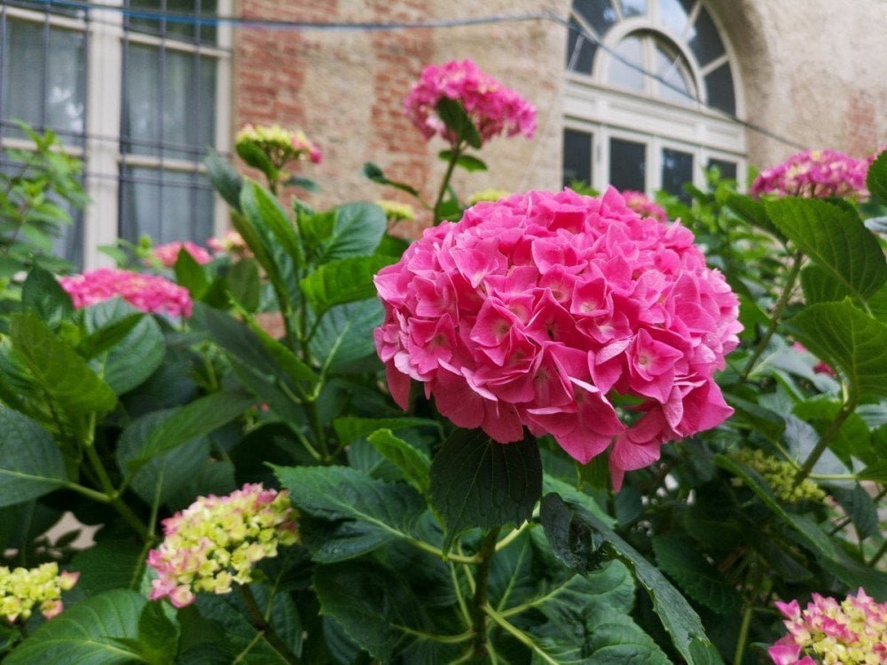 Ortensie nel Giardino dell'Orto Botanico di Torino
