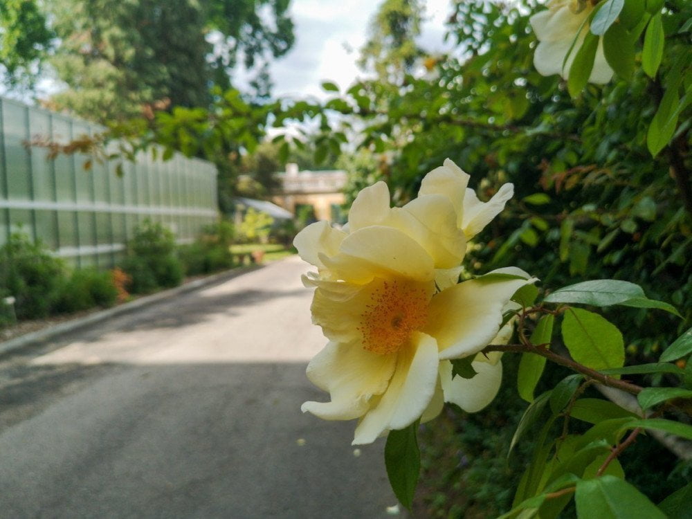 Pianta fiorita nel Giardino dell'Orto Botanico di Torino