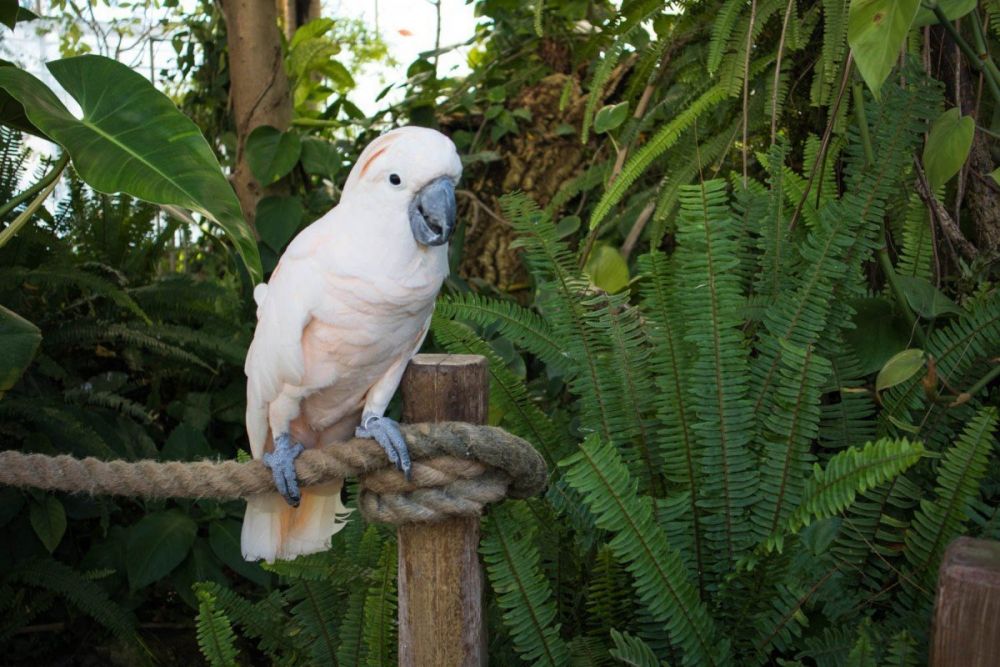 Pappagallo Dust della specie Cacatua delle Molucche alla Biosfera di Genova