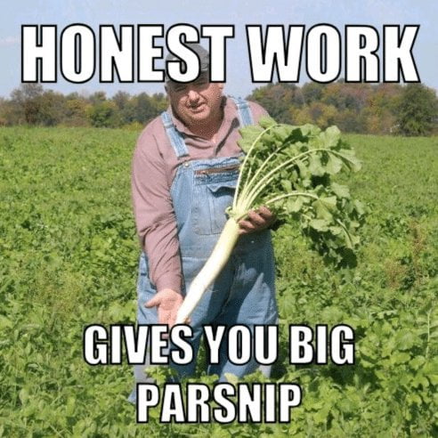Parsnip pastinaca