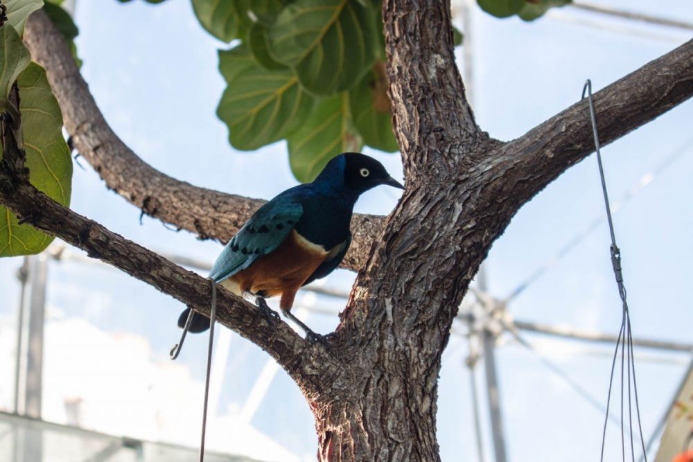 Storno Superbo nella Biosfera di Genova